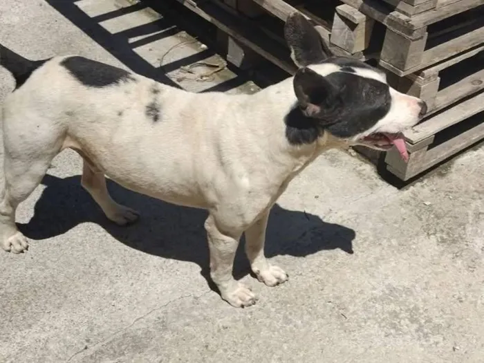 Cachorro raça Pit-Bull idade 7 a 11 meses nome Pirata 