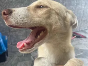 Cachorro raça SRD-ViraLata idade 1 ano nome Paçoca 