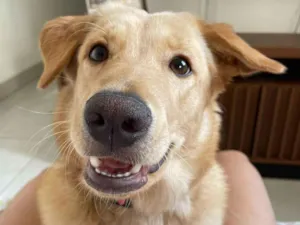 Cachorro raça SRD-ViraLata idade 1 ano nome Zuri