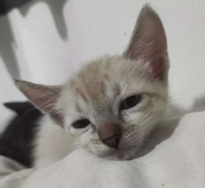 Gato raça SRD-ViraLata idade 2 a 6 meses nome Ísis e Shiva