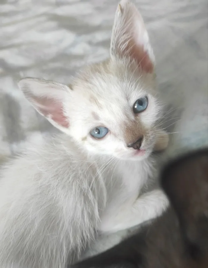 Gato raça SRD-ViraLata idade 2 a 6 meses nome Ísis e Shiva