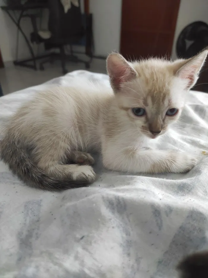 Gato raça SRD-ViraLata idade 2 a 6 meses nome Ísis e Shiva