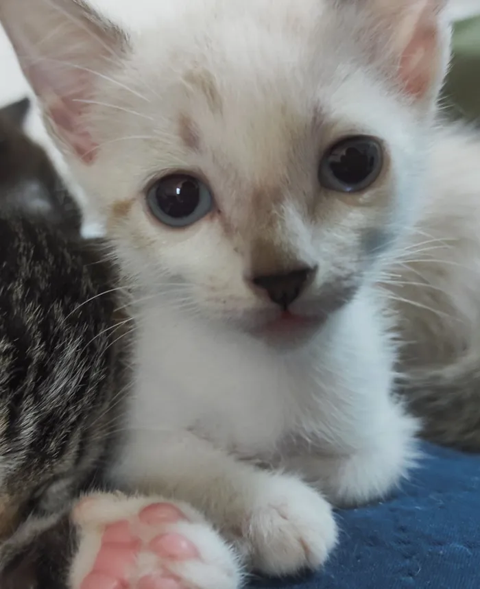 Gato raça SRD-ViraLata idade 2 a 6 meses nome Ísis e Shiva