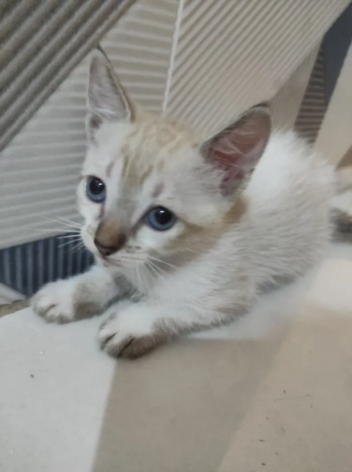 Gato raça SRD-ViraLata idade 2 a 6 meses nome Ísis e Shiva