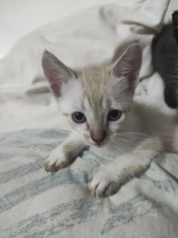 Gato raça SRD-ViraLata idade 2 a 6 meses nome Ísis e Shiva