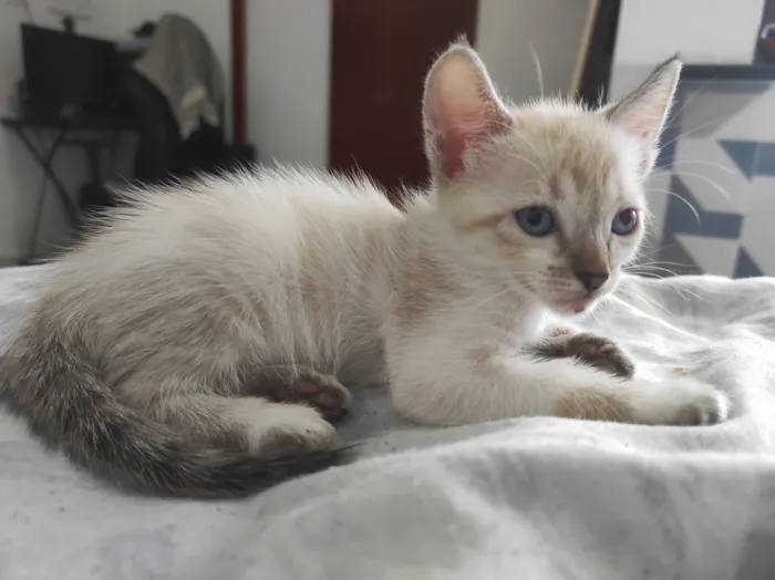 Gato raça SRD-ViraLata idade 2 a 6 meses nome Ísis e Shiva