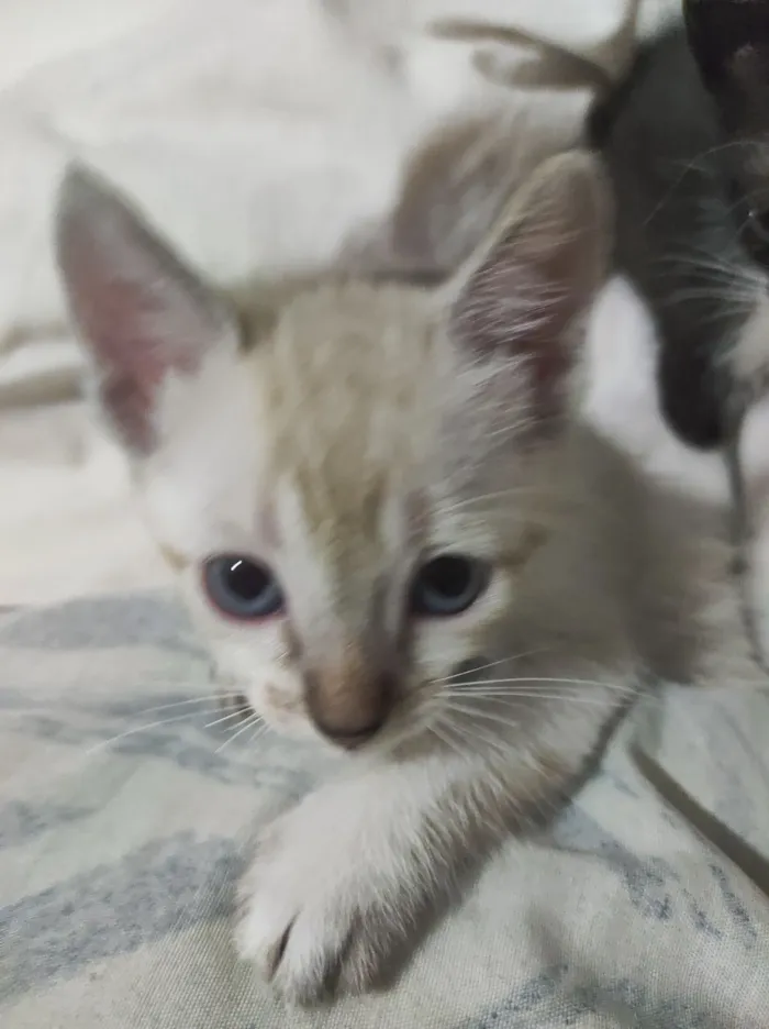 Gato raça SRD-ViraLata idade 2 a 6 meses nome Ísis e Shiva