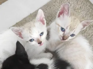 Gato raça SRD-ViraLata idade 2 a 6 meses nome Ísis e Shiva