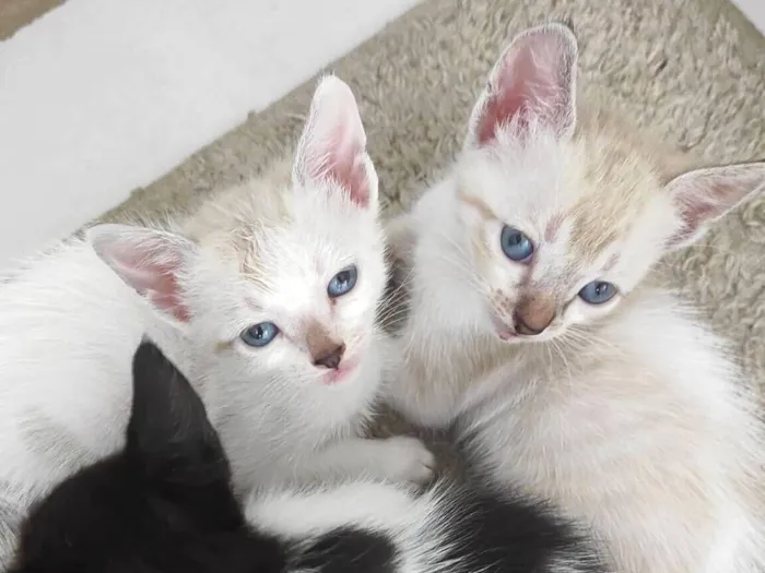 Gato raça SRD-ViraLata idade 2 a 6 meses nome Ísis e Shiva