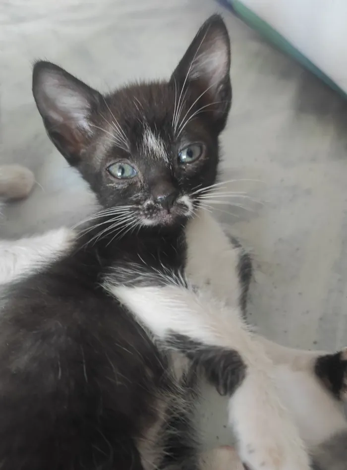 Gato raça SRD-ViraLata idade 2 a 6 meses nome Júpiter e Atena