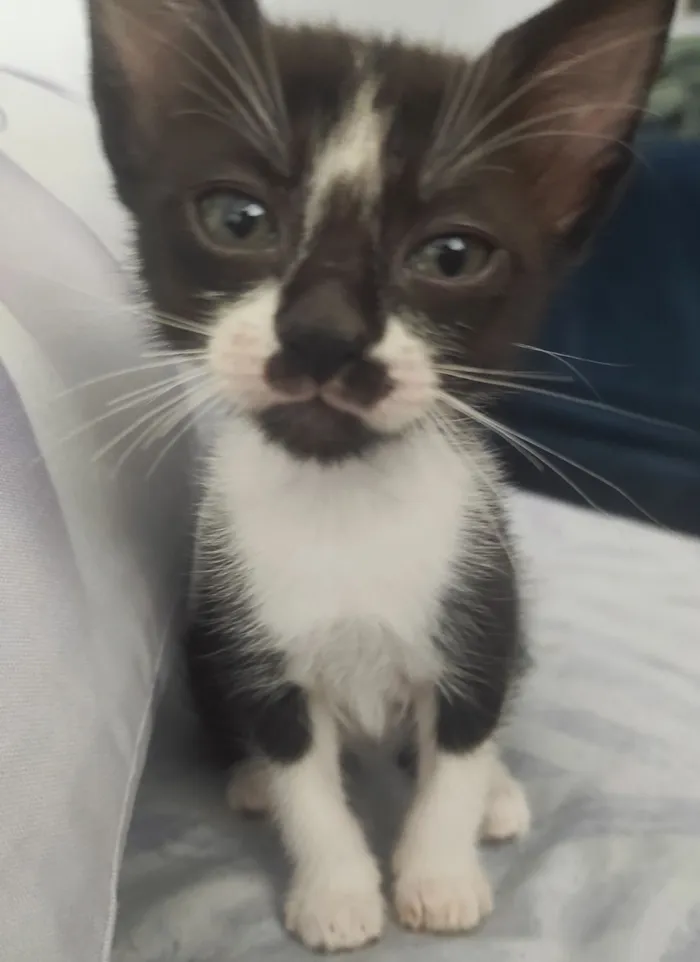 Gato raça SRD-ViraLata idade 2 a 6 meses nome Júpiter e Atena