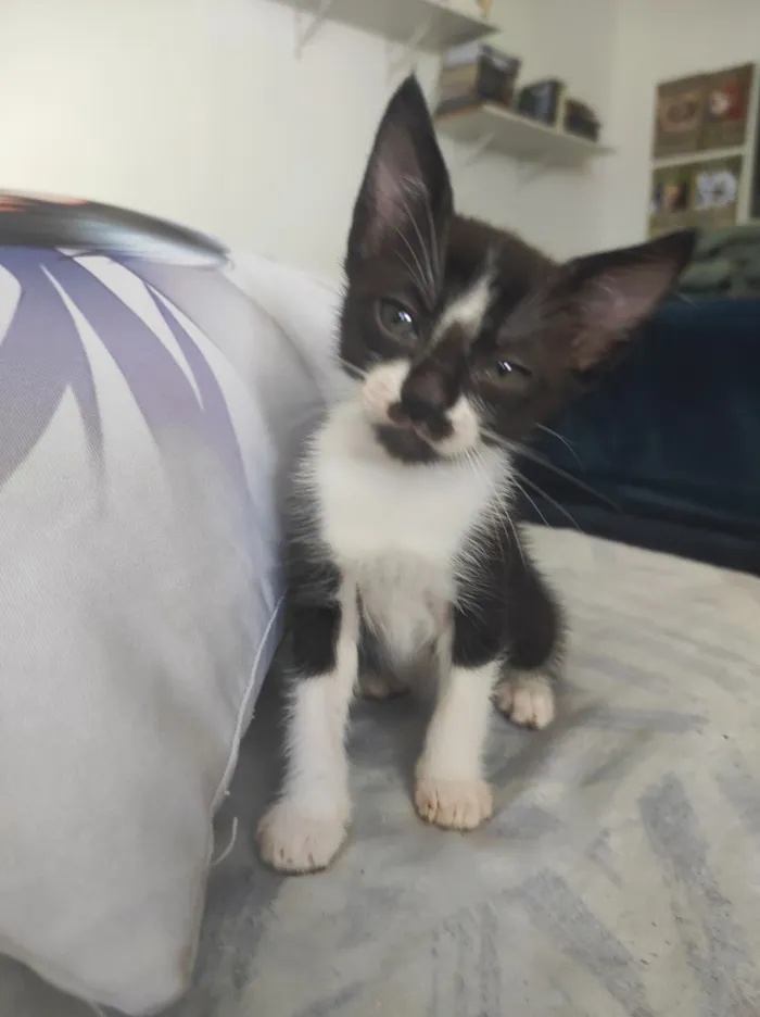 Gato raça SRD-ViraLata idade 2 a 6 meses nome Júpiter e Atena