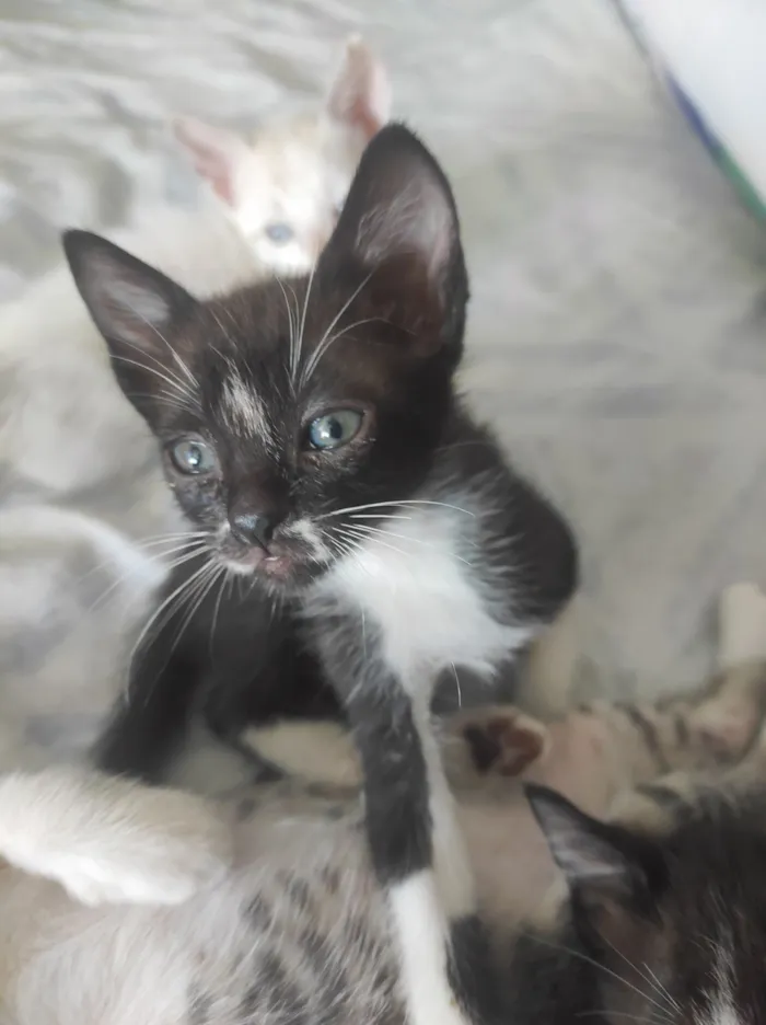 Gato raça SRD-ViraLata idade 2 a 6 meses nome Júpiter e Atena