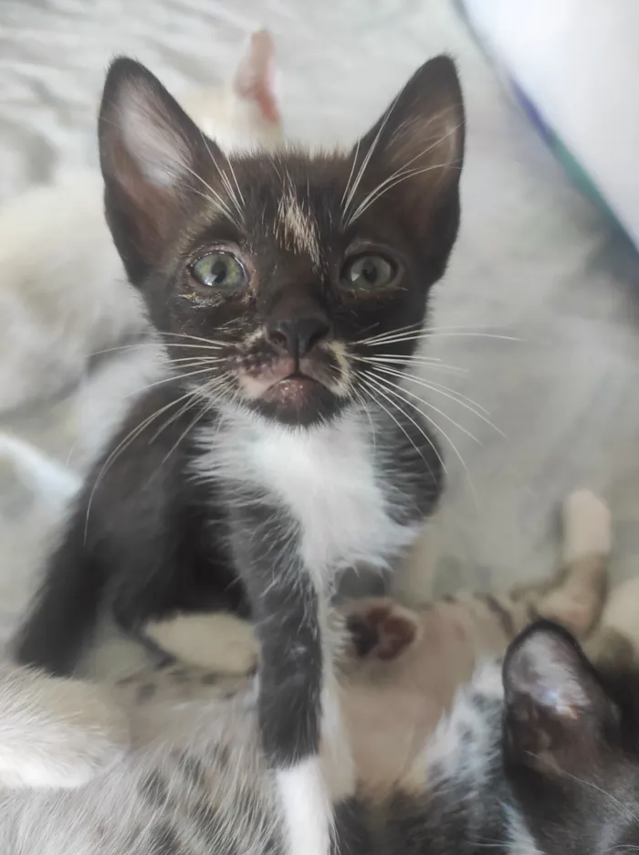 Gato raça SRD-ViraLata idade 2 a 6 meses nome Júpiter e Atena