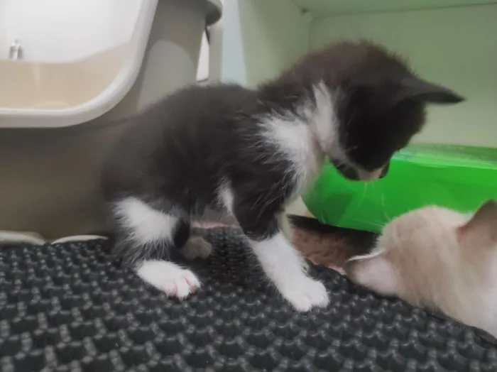 Gato raça SRD-ViraLata idade 2 a 6 meses nome Júpiter e Atena