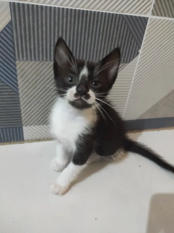 Gato raça SRD-ViraLata idade 2 a 6 meses nome Júpiter e Atena