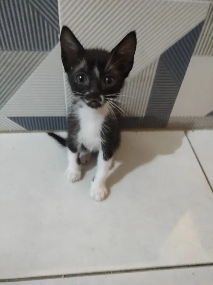 Gato raça SRD-ViraLata idade 2 a 6 meses nome Júpiter e Atena