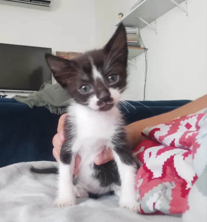 Gato raça SRD-ViraLata idade 2 a 6 meses nome Júpiter e Atena