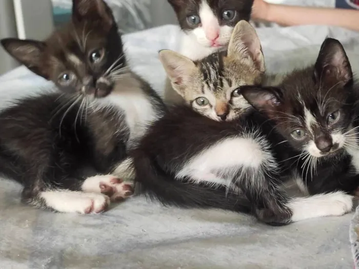 Gato raça SRD-ViraLata idade 2 a 6 meses nome Júpiter e Atena