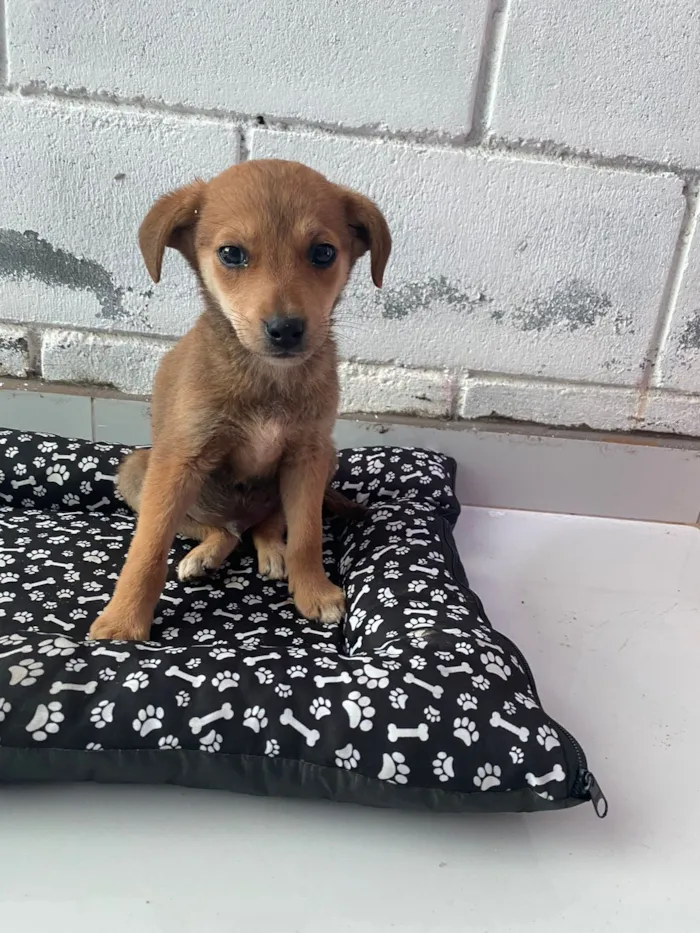 Cachorro raça SRD-ViraLata idade 2 a 6 meses nome Dominguinhos