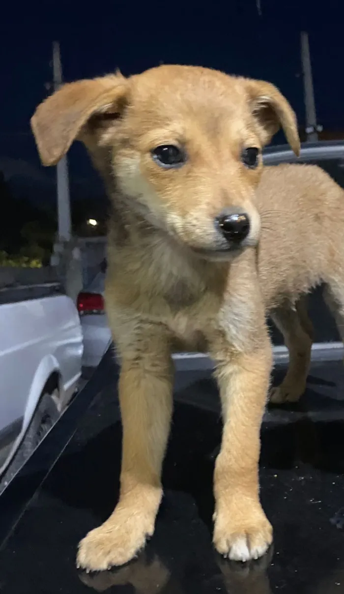 Cachorro raça SRD-ViraLata idade 2 a 6 meses nome Dominguinhos