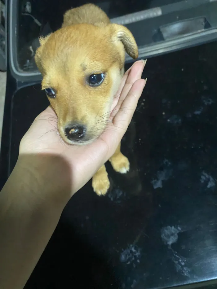 Cachorro raça SRD-ViraLata idade 2 a 6 meses nome Dominguinhos