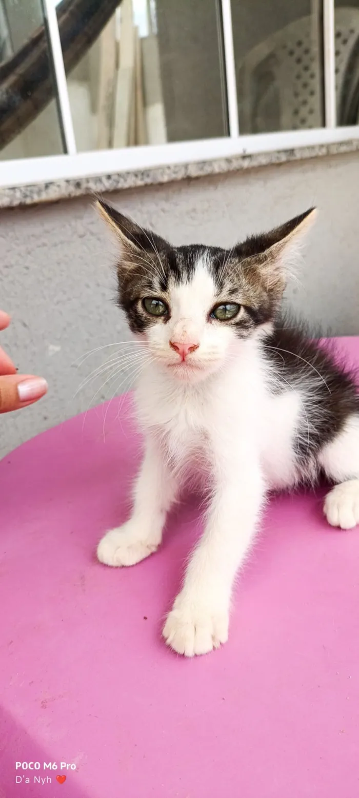 Gato raça Exótico idade Abaixo de 2 meses nome Magay