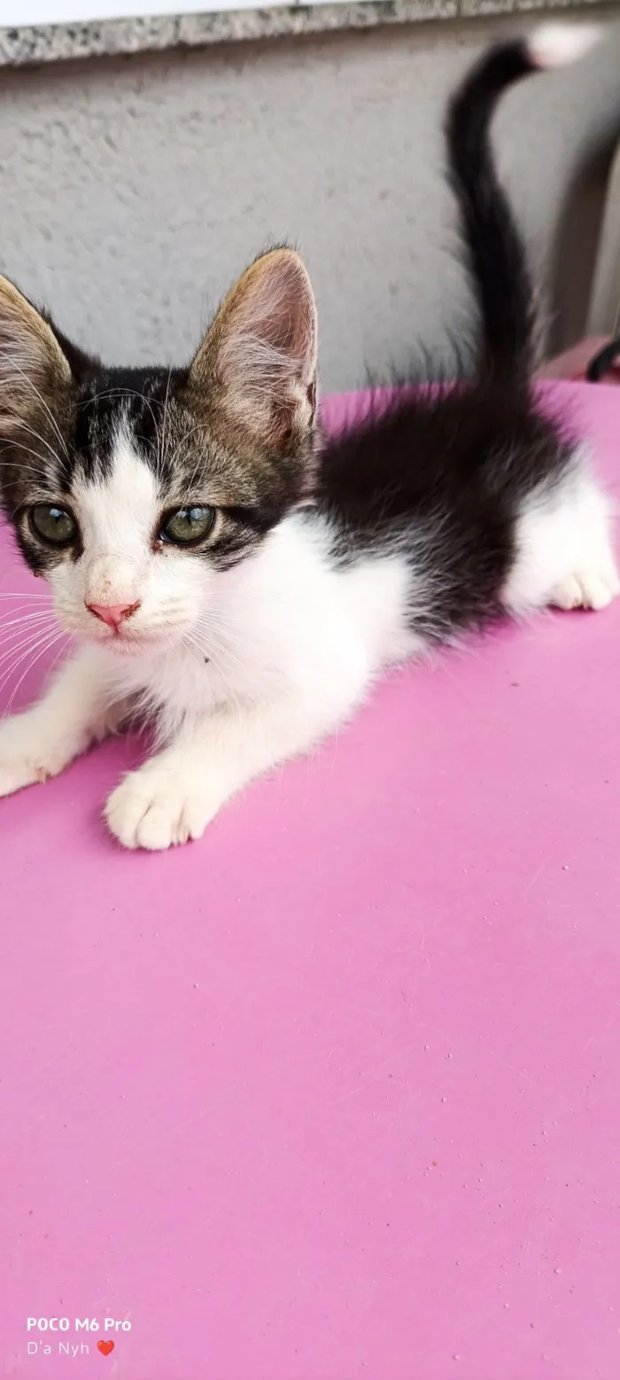 Gato raça Exótico idade Abaixo de 2 meses nome Magay