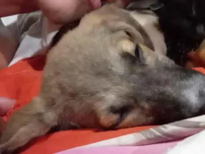 Cachorro raça SRD-ViraLata idade 2 a 6 meses nome Stela
