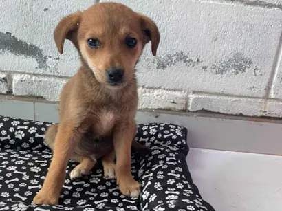 Cachorro raça SRD-ViraLata idade 2 a 6 meses nome Dominguinhos