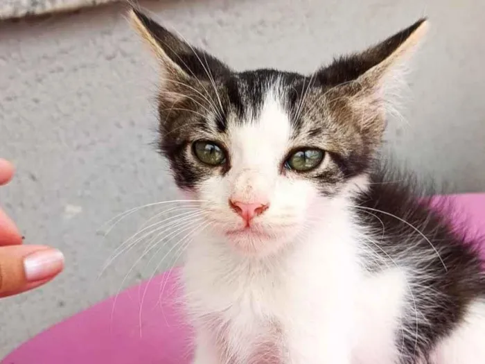 Gato raça Exótico idade Abaixo de 2 meses nome Magay