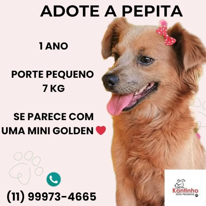 Cachorro raça SRD-ViraLata idade 1 ano nome Pepita 