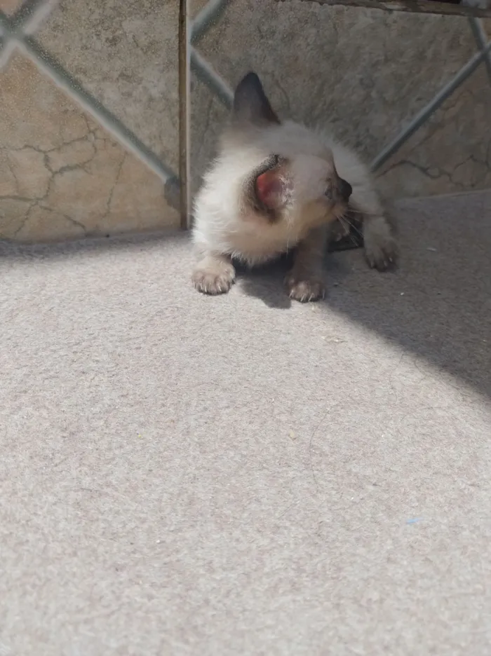 Gato raça SRD-ViraLata idade Abaixo de 2 meses nome Marry