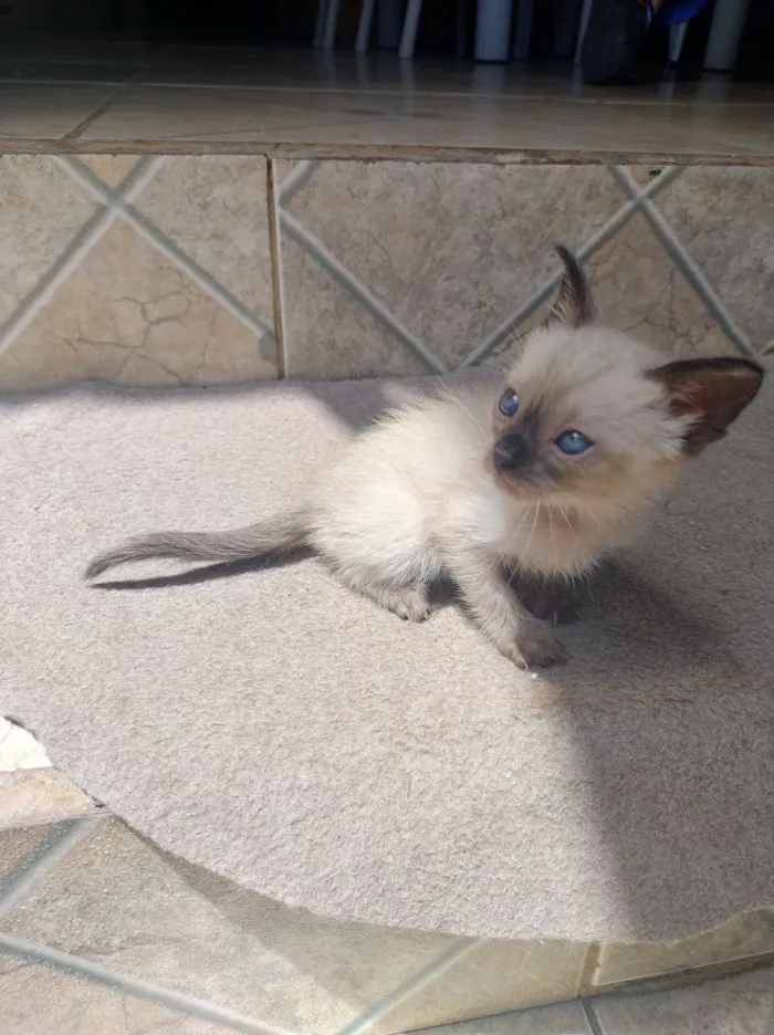 Gato raça SRD-ViraLata idade Abaixo de 2 meses nome Marry