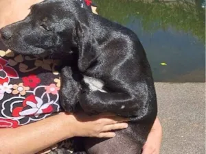 Cachorro raça SRD-ViraLata idade 2 a 6 meses nome BYONCE