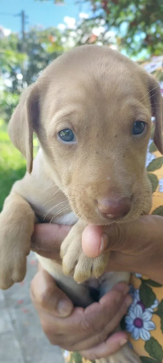 Cachorro raça SRD-ViraLata idade Abaixo de 2 meses nome PITUCO