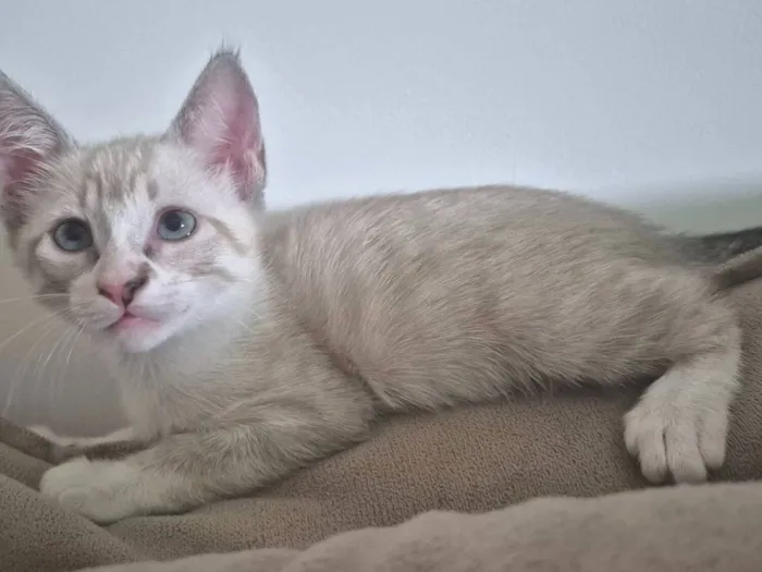 Cachorro raça SRD-ViraLata idade Abaixo de 2 meses nome Layla