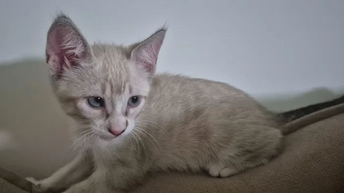 Cachorro raça SRD-ViraLata idade Abaixo de 2 meses nome Layla