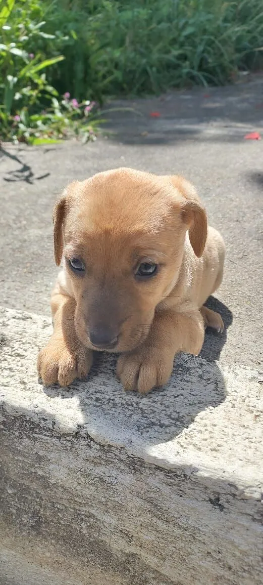 Cachorro raça SRD-ViraLata idade Abaixo de 2 meses nome MAGALI