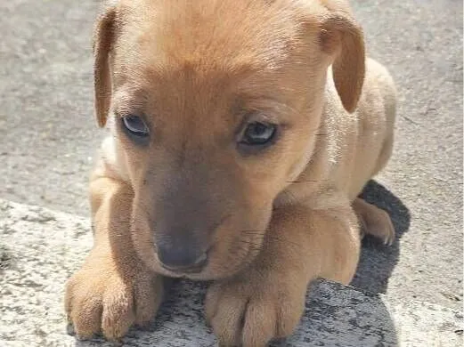 Cachorro raça SRD-ViraLata idade Abaixo de 2 meses nome MAGALI