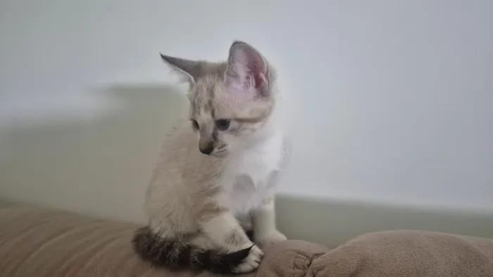 Gato raça SRD-ViraLata idade Abaixo de 2 meses nome Luke