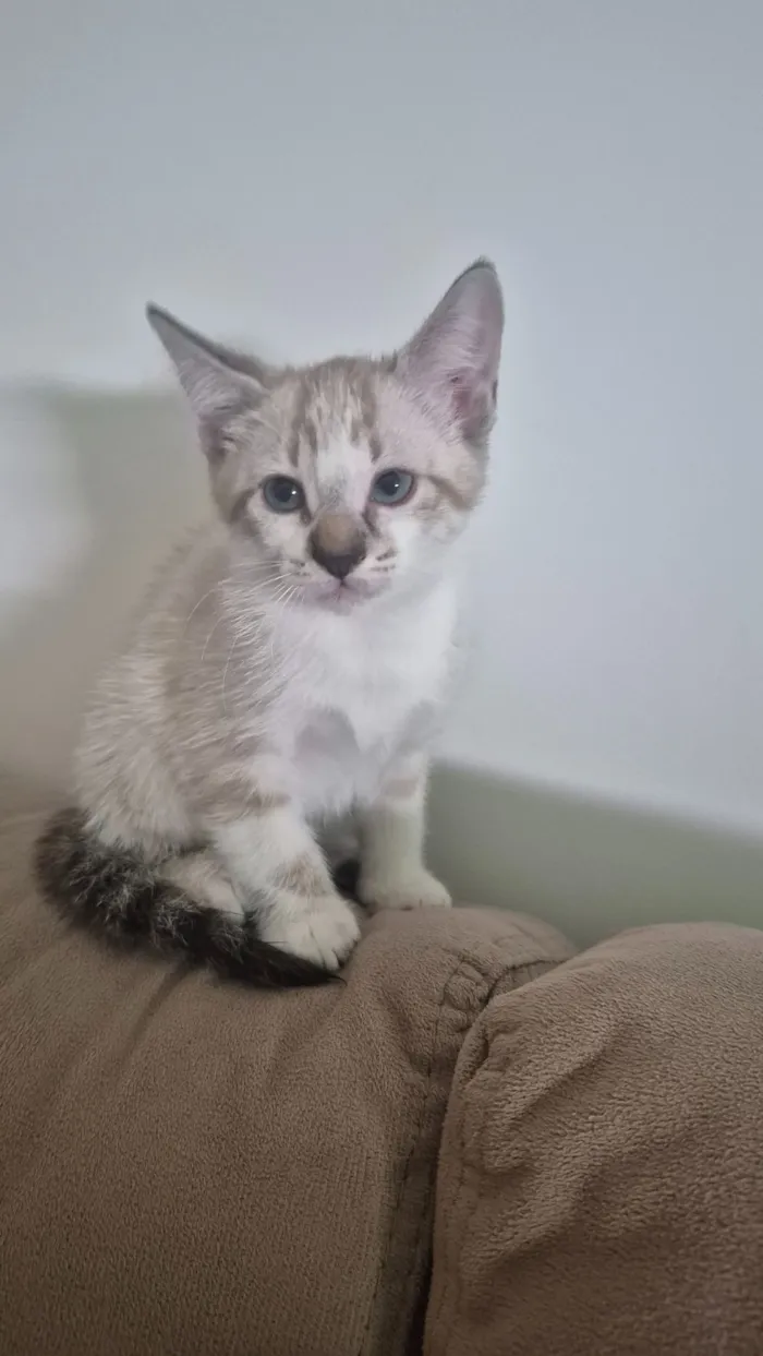 Gato raça SRD-ViraLata idade Abaixo de 2 meses nome Luke