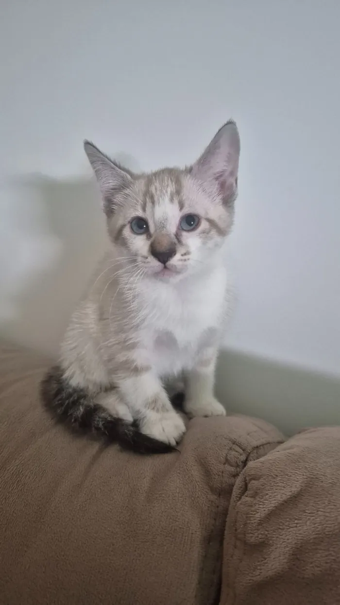 Gato raça SRD-ViraLata idade Abaixo de 2 meses nome Luke