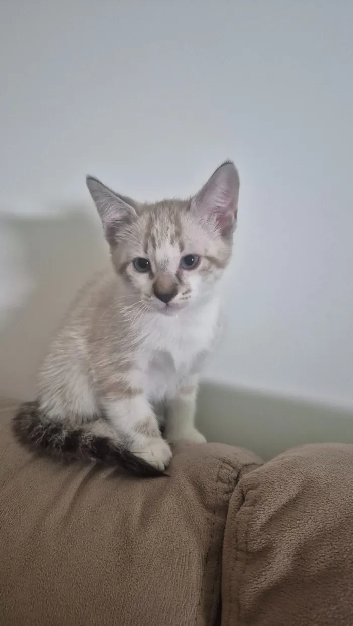 Gato raça SRD-ViraLata idade Abaixo de 2 meses nome Luke