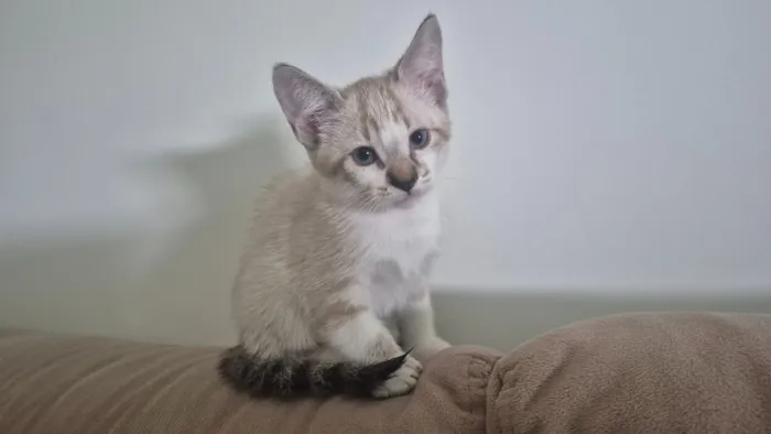 Gato raça SRD-ViraLata idade Abaixo de 2 meses nome Luke