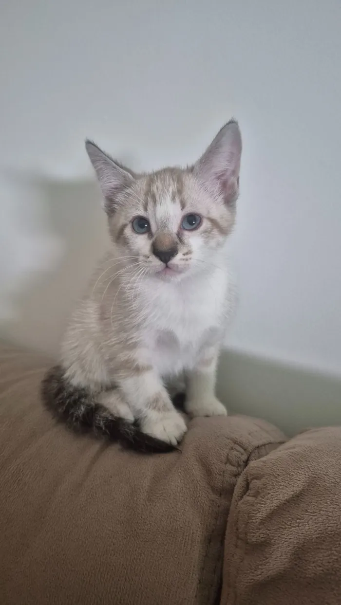 Gato raça SRD-ViraLata idade Abaixo de 2 meses nome Luke
