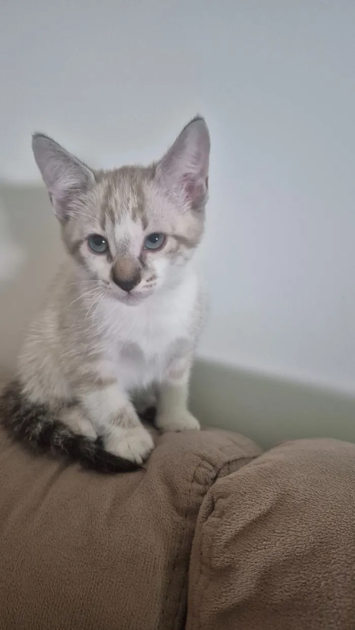 Gato raça SRD-ViraLata idade Abaixo de 2 meses nome Luke