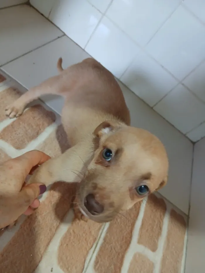 Cachorro raça SRD-ViraLata idade Abaixo de 2 meses nome NINA