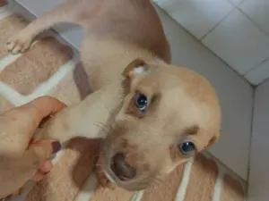 Cachorro raça SRD-ViraLata idade Abaixo de 2 meses nome NINA