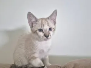 Gato raça SRD-ViraLata idade Abaixo de 2 meses nome Luke